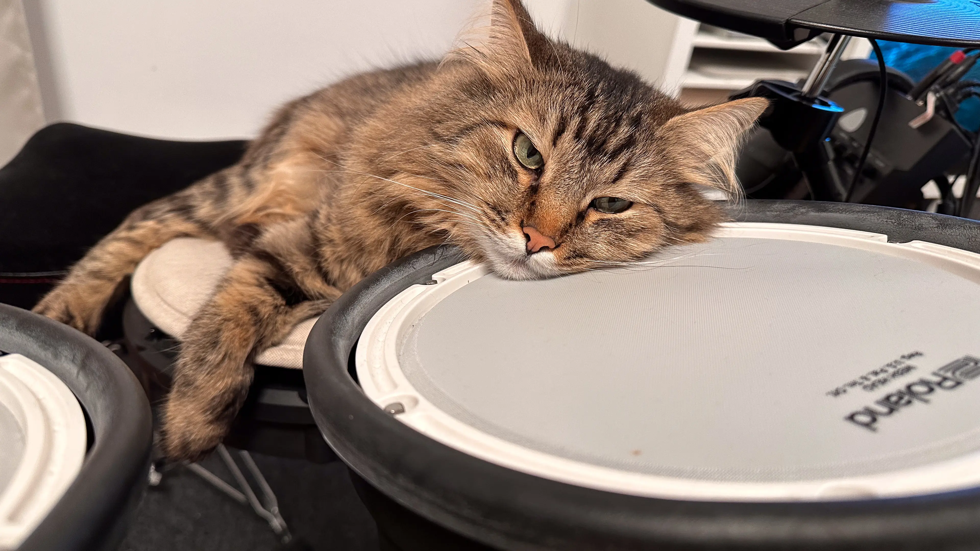 Loki, who's sleeping on Roland TD-17 Drums