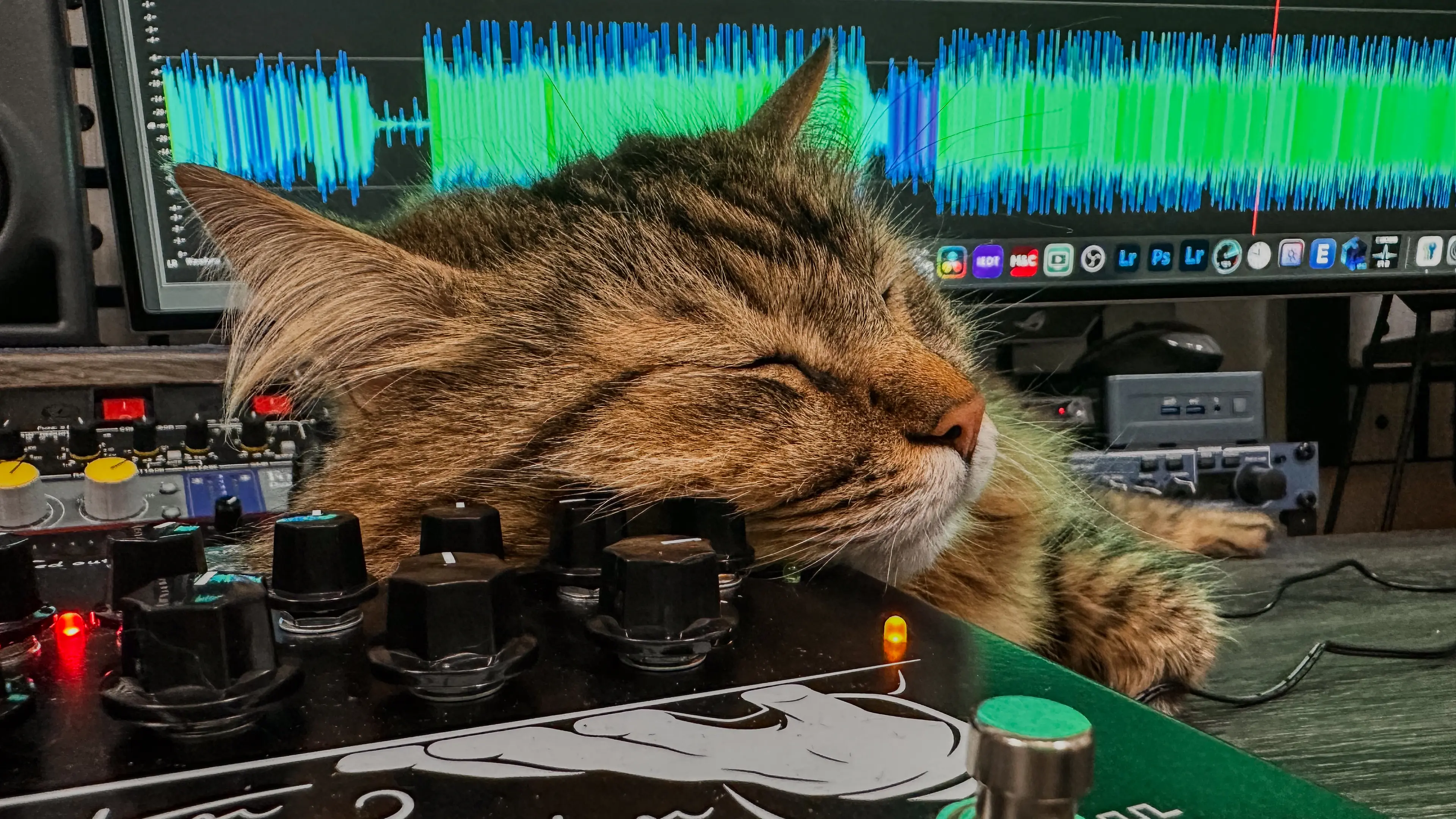 Loki, who slept on Orange Guitar Butler